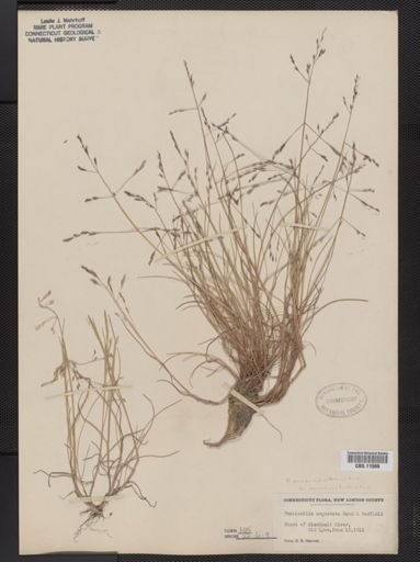 Puccinellia pumila