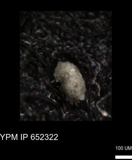 undet. Foraminiferida