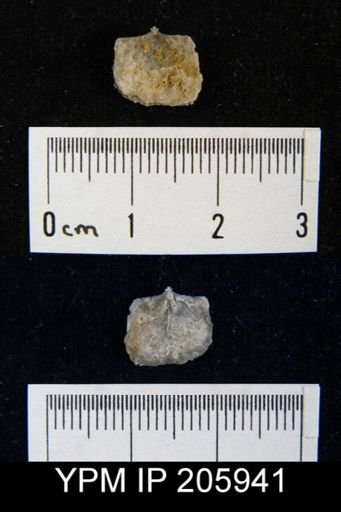 Echinaurus sp.