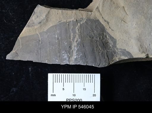 undet. Eurypterida