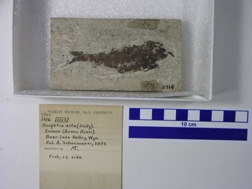 Knightia alta