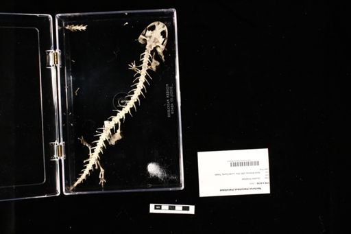 Necturus maculosus maculosus