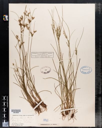 Juncus tenuis