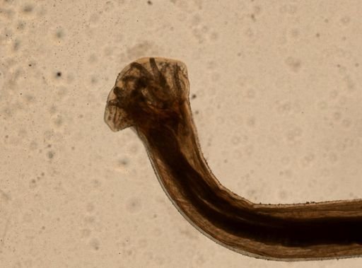 Ancylostoma caninum