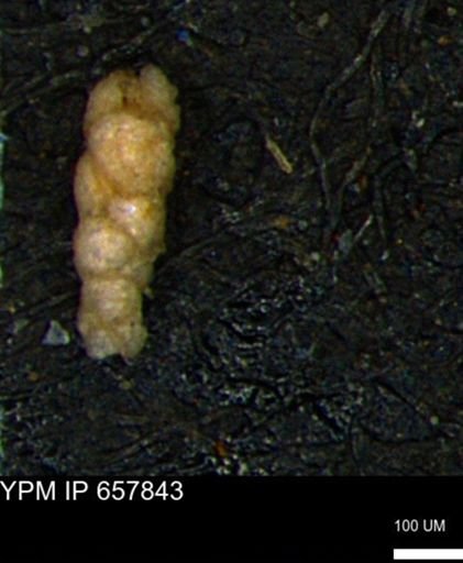 Verneuilinoides kansasensis