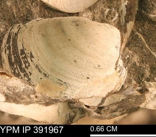 Protocardia sp.