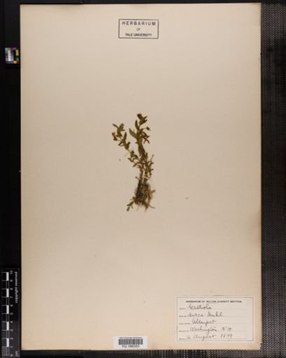 Plantae
