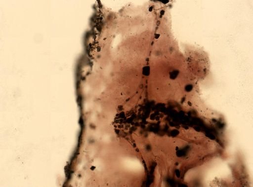 Ircinia