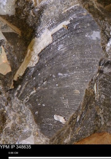 Limopsis striatopunctatus