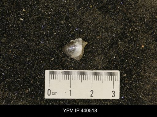Protocardia subquadrata