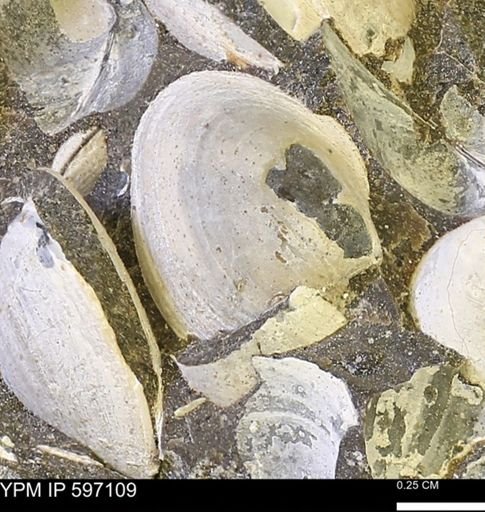 Limopsis striatopunctatus