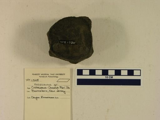 Mosasaurus sp.