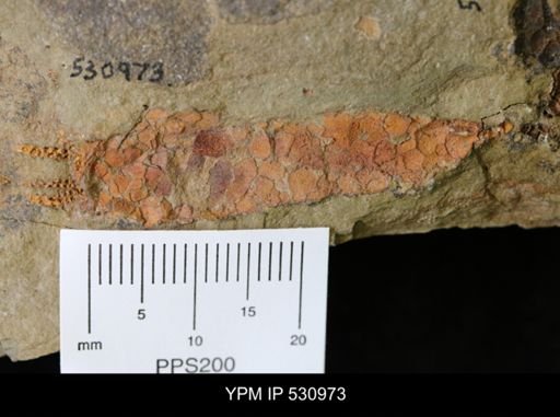 undet. Eocrinoidea