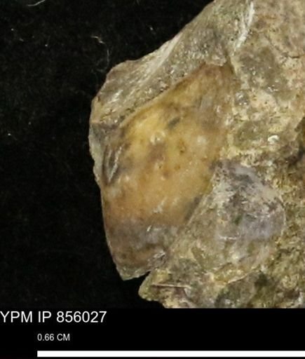 undet. Gastropoda