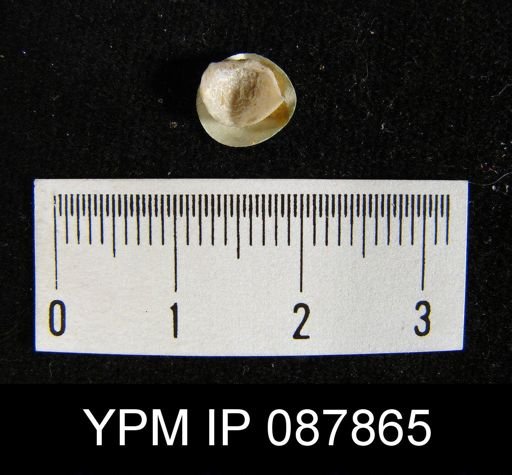 Pholidostrophia profetica
