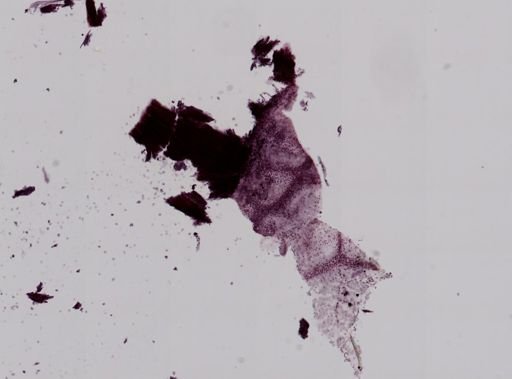 Vampyroteuthis infernalis