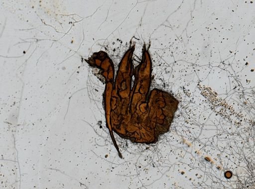 Calathura brachiata