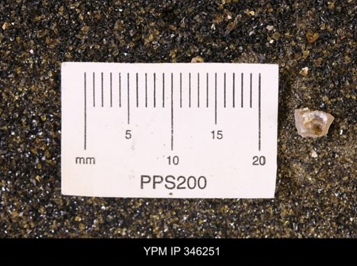 Limopsis striatopunctatus