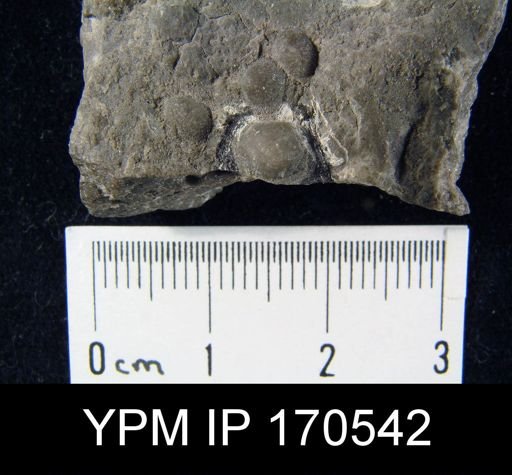 undet. Orthida