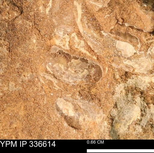 undet. Bivalvia