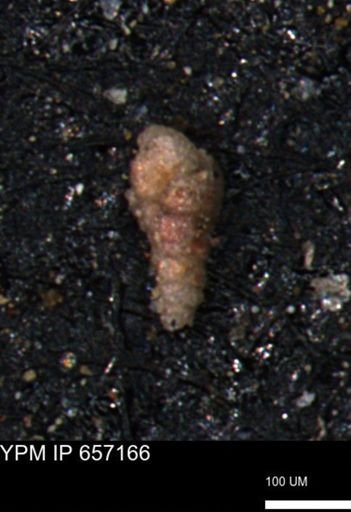 Verneuilinoides hectori