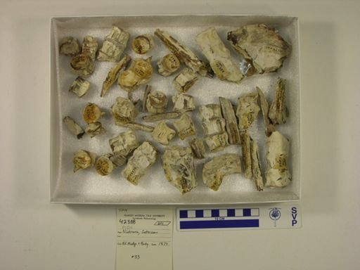 undet. Actinopterygii