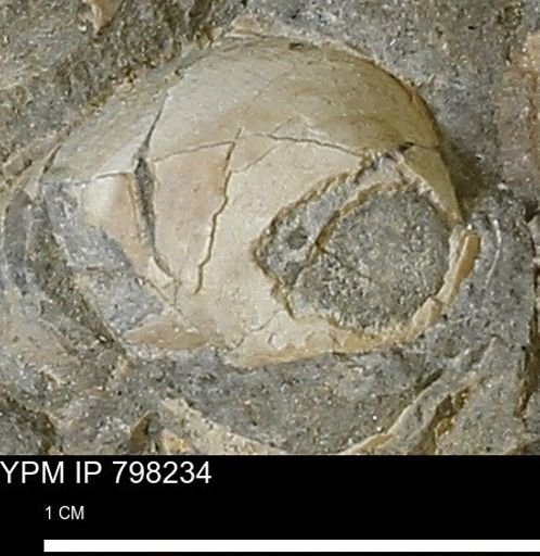 Protocardia