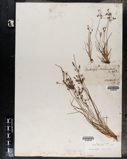 Fimbristylis baldwiniana