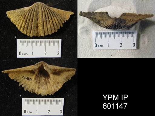 Spirifer intermedius