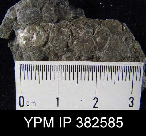 Marginifera splendens