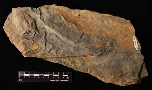 Coniopteris sp.