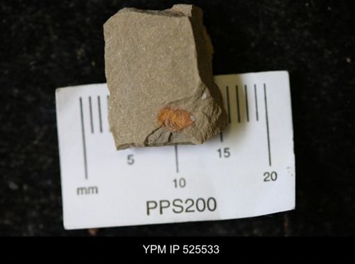 undet. Synziphosurina