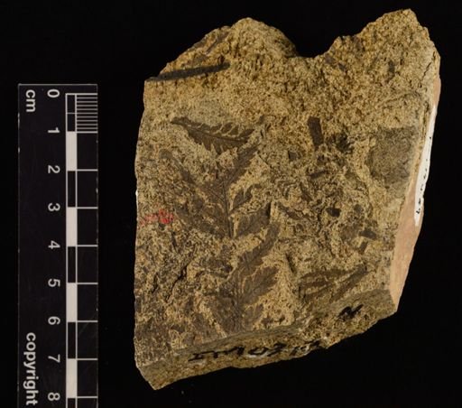 Cladophlebis impressa