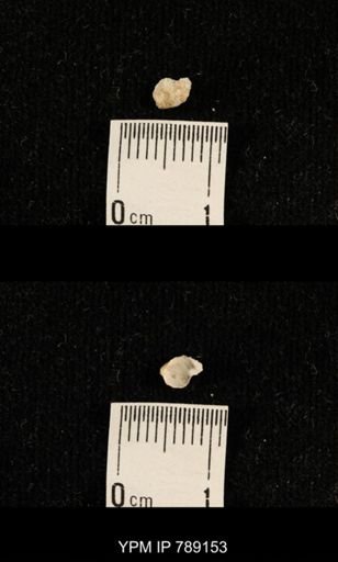 undet. Brachiopoda