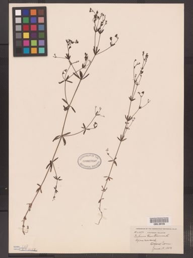 Galium tinctorium