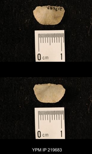 Chonetes granulifer