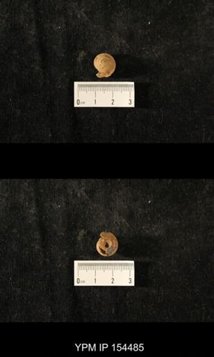 Paraliospira eugenia