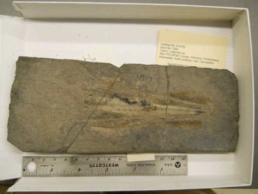 Triticites rhodesi