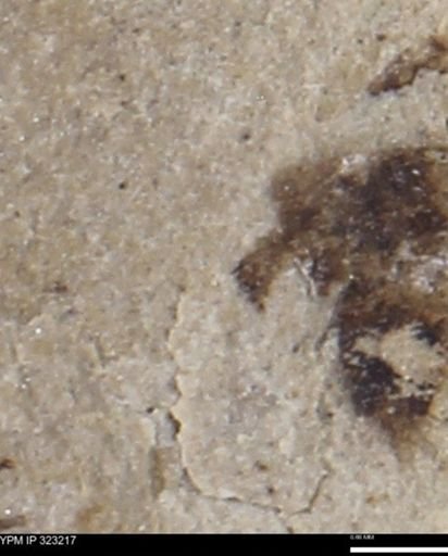 undet. Coleoptera