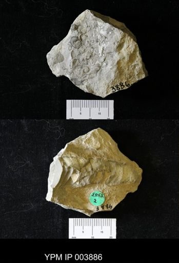 Orthoceras sp.