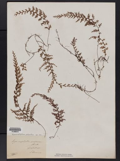 Hymenophyllum