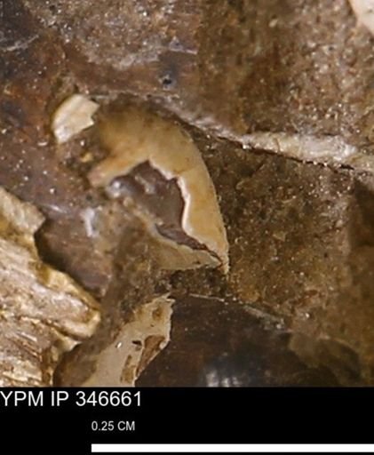undet. Mollusca