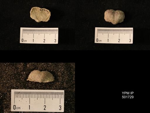 Marginifera lasallensis