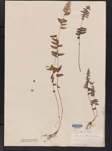 Plantae