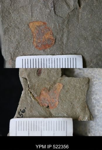Cystoidea?