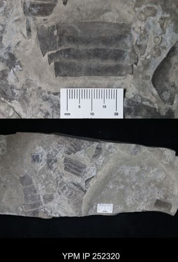 undet. Eurypterida