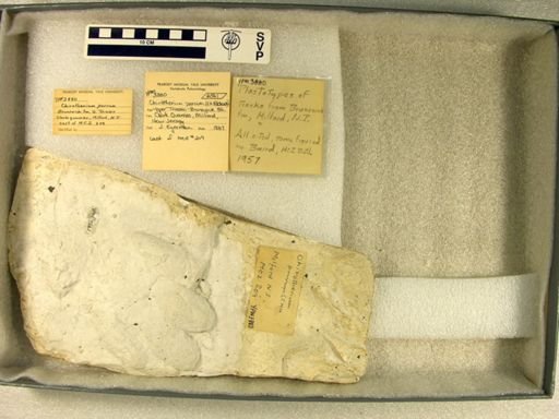 Chirotherium parvum