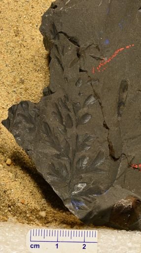 Triphyllopteris