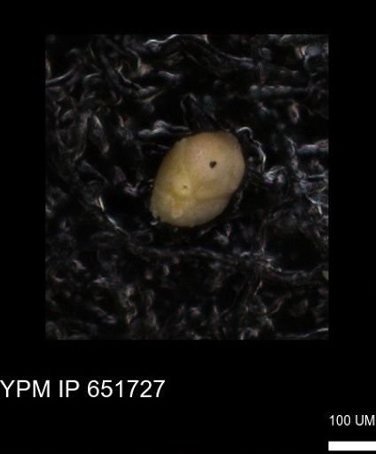 undet. Foraminiferida