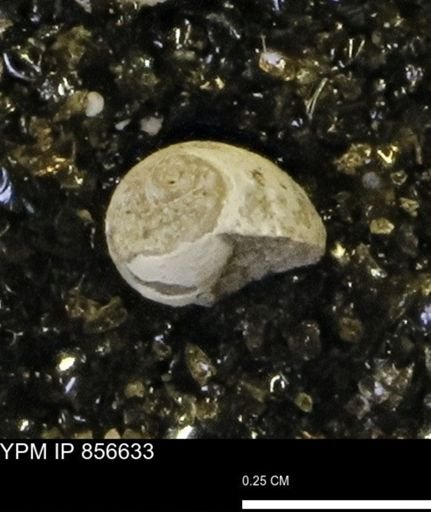 Euspira sp.